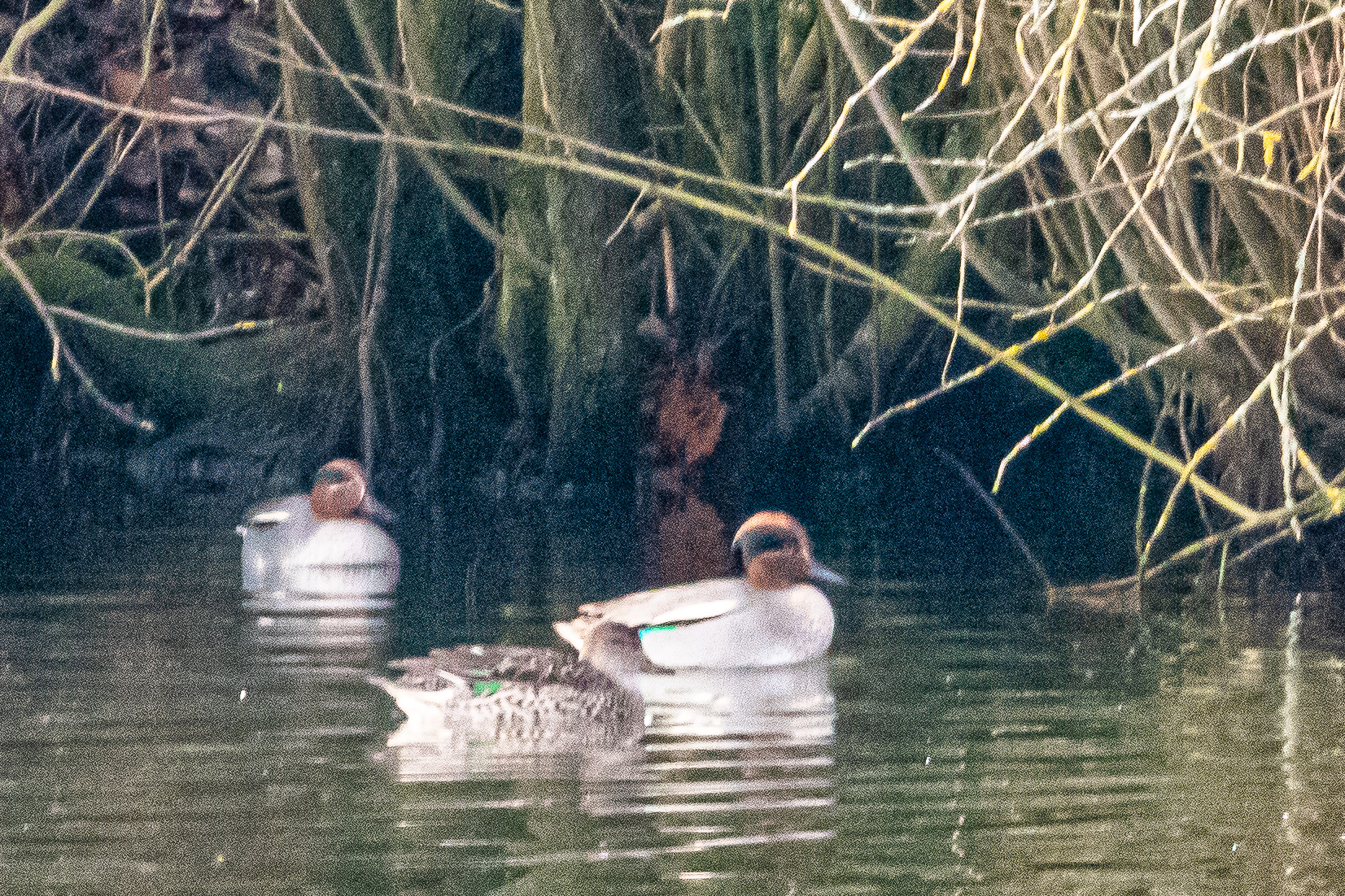 Sarcelles d'hiver (Eurasian teal, Anas crecca), Dépôt 54 de la Réserve Naturelle de Mont-Bernanchon, Hauts de France.